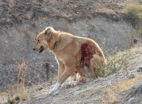 Արցախի դիտակետի շունը վիրավորվել է Ադրբեջանական կողմի կրակոցներից (լուսանկար)